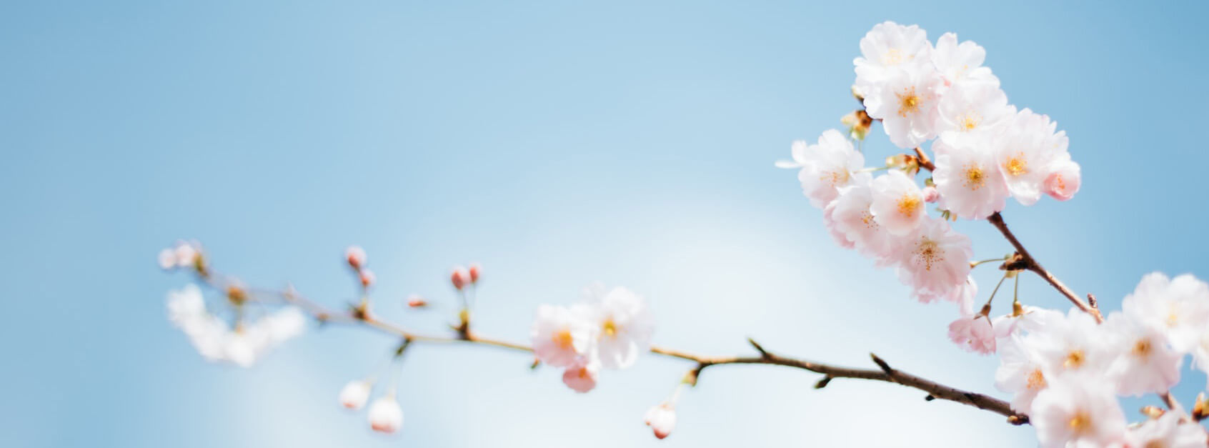 萧杰平